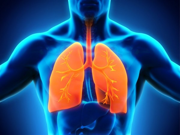 ما هي وظيفة الجهاز التنفسي