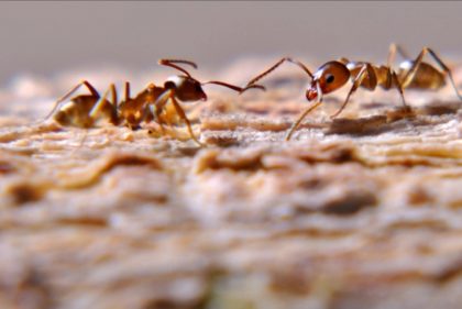لماذا يسمى النمل المقاتل بالنمل الرحال