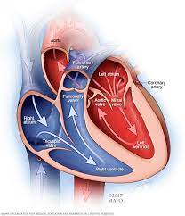 ماذا يحدث إذا توقف القلب عن ضخ الدم إلى الجسم