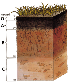 التغيير المنهجي الذي يحدث في المنطقة التي توجد فيها التربة بعد إزالة مجموعة من الكائنات الحية