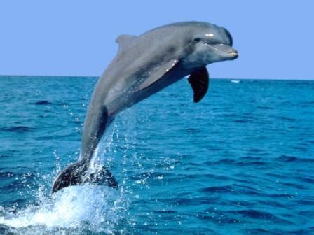 تعد الدلافين من رتبة الثديات صح ام خطا