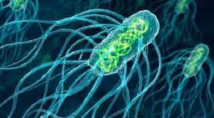 ما هي  آليات بقاء البكتيريا........