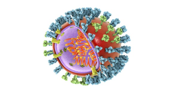 ما هي المادة الوراثية في الفيروس العادي