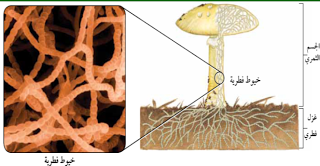 ما هي وحدات البناء الأساسية لجسم الفطريات العديدة الخلايا