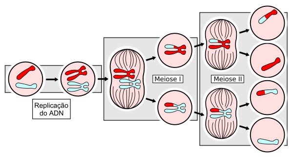 يحدث انفصال الكروماتيدات الشقيقة في الانقسام المنصف في الدور