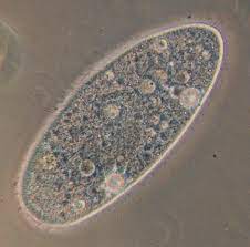 حجم الطلائعيات أكبر بكثير من حجم البكتيريا صح ام خطا