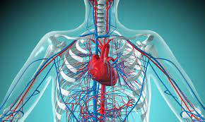 ما هي الأوعية الدموية التي تحمل الدم غير المؤكسج