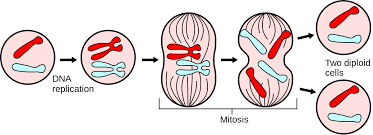 ما هي مراحل دورة الخلية