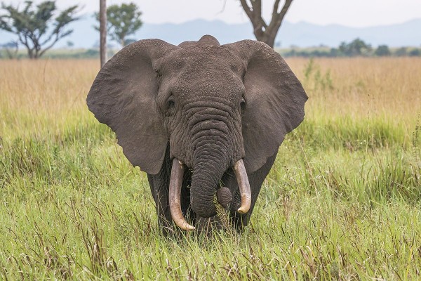 يعتبر الفيل مثال على الثدييات المشيمية