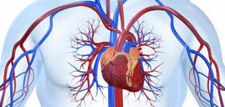 ما اسم حجرة القلب التي يتدفق منها الدم إلى جميع أجزاء الجسم