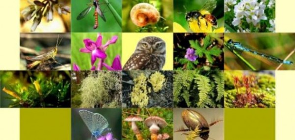 تنقسم أنواع التنوع الحيوي إلى