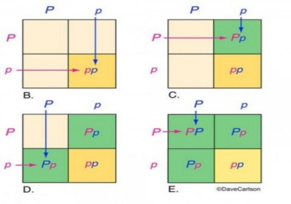 ما هي الأنماط الظاهرية التي تظهر في الأبناء في مربع بانيت أدناه