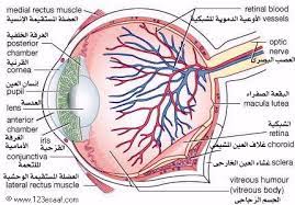 عندما ترتخي عضلات العين ، تتركز صورة الجسم البعيد على الشبكية