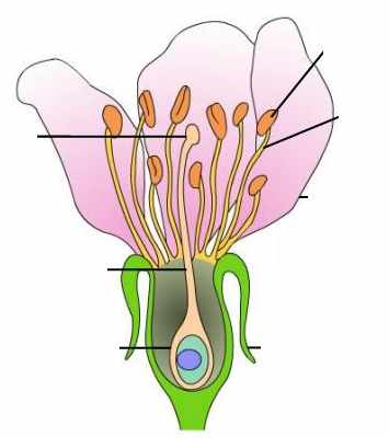 تعتبر إحدى هذه التراكيب من التراكيب التكاثرية الذكرية في الزهرة