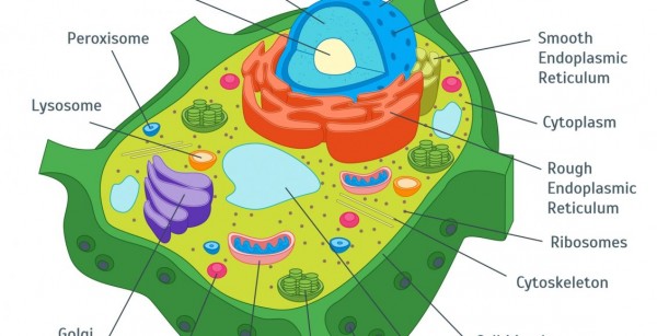 في الخلايا النباتية يتخصر غشاء الخلية في المنتصف