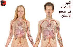 الجلد هو أكبر عضو في جسم الإنسان صح ام خطا