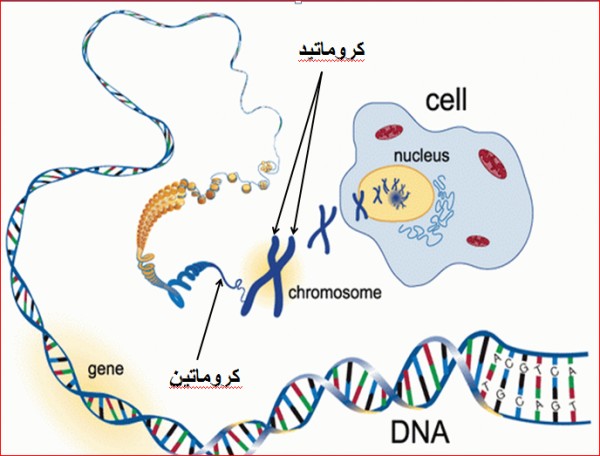 جينات يقع بعضها قرب بعض على الكروموسوم نفسه ما هي