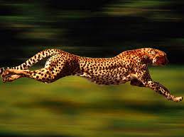 ما متوسط سرعة النمر الذي يقطع مسافة 25 كم في 5 دقائق