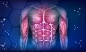 أي من الخلايا العضلية التالية تصنف على أنها عضلات إرادية