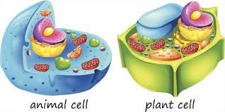 ما هو الفرق بين الخلية الحيوانية والخلية النباتية في طور الانقسام التمهيدي