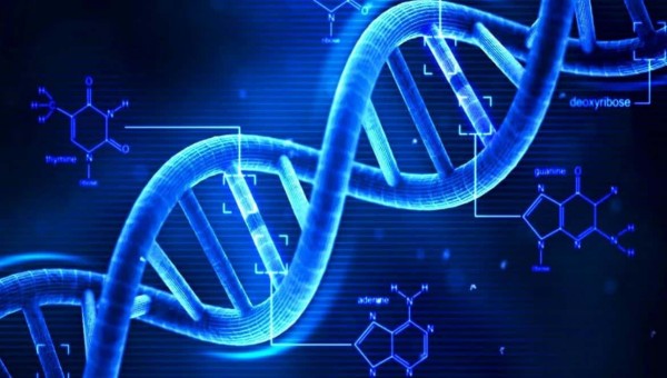 ما هو الحمض الذي يحمل الشفرة الوراثية من النواة إلى الريبوسومات