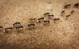 الحاسة التى تساعد النمل على إيجاد طريقهم بدقة هي حاسة