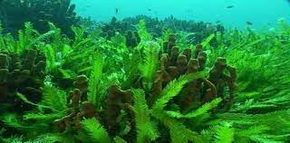 تؤدي زيادة الطحالب بشكل كبير على الشعاب المرجانية يؤدي إلى تدمير المرجان في العديد من المناطق بسبب