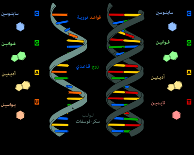 الـ DNA هو عبارة عن حمض ريبوزي صح ام خطا