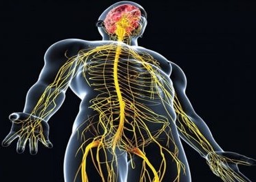 يتكون الجهاز العصبي من الوحدات الوظيفية الأولية وهي العصبونات