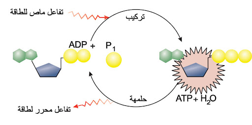 كيف تستخدم الطاقه المتحرره من تحلل الـ ATP