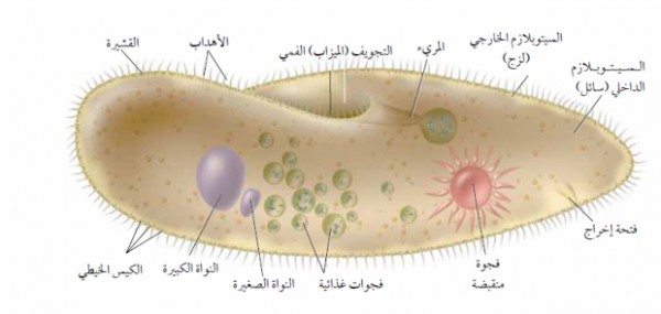 يؤدي وظيفة التوازن الداخلي في البراميسيوم