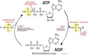 يفقد مجموعة فوسفات من مركب ATP  يتحول الى