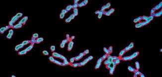 ماذا يوجد داخل الكروموسوم