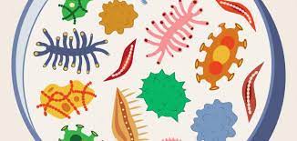 لماذا لا مكان للفيروسات في أنظمة تصنيف الكائنات الحية