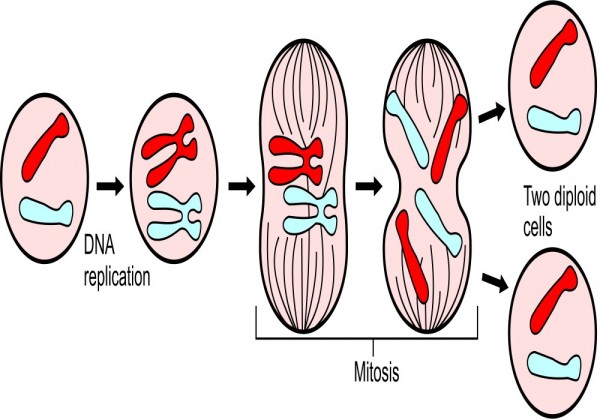 ما هو الانزيم المسؤول عن بدا دورة الخلية