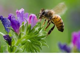 ما هي العملية التي تقوم بها النحلة في الصورة التالية