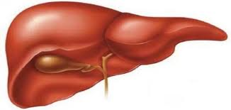 الكبد هو من أكبر الأعضاء الداخلية صح ام خطا