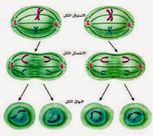 يصف نمو الخلية وانقسامها وتكاثرها