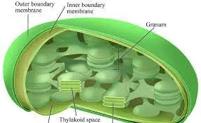 ما هي المادة التي يُرجح وجودها في جدار الخلية للكائن الذي يحتوي على البلاستيدات الخضراء والأنسجة