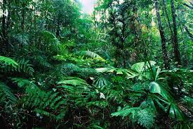 كم تساوي مساحة غابات الأمطار الاستوائية