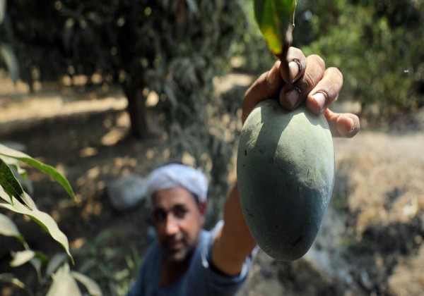 تفاصيل اتفاقية مصر بشأن الصادرات الزراعية للسعودية