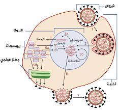 ما هي الدورات التي تحدث للفيروسات