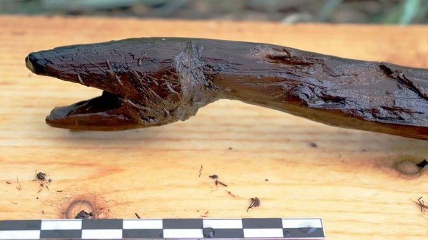 شاهد اكتشاف عصا ثعبان عمرها 4000 عام في فنلندا