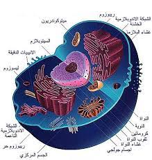 تتحكم في جميع الأنشطة داخل الخلية وتحتوي على المادة الوراثية