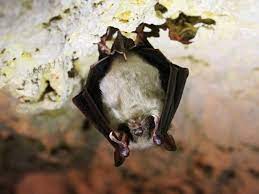 لاحظ الباحث خفاشًا وبعد تفكير طويل استنتج أن الخفاش من الثدييات