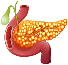 يفرز البنكرياس هرمون الجلوكاجون استجابة لزيادة السكر في الدم