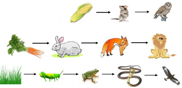 السلسلة الغذائية هي ترتيب الكائنات الحية وفقًا لـ ..................