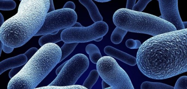 تركيب في البكتيريا يحمي الخلية من الجفاف