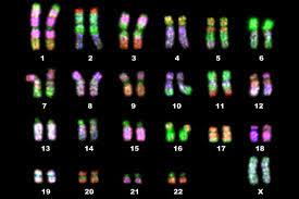 عملية تبادل الأجزاء بين أزواج متجانسة من الكروموسومات