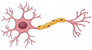 تستخدم الخلايا العصبية مواد كيميائيه وشحنات كهربائيه لنقل السيال العصبي